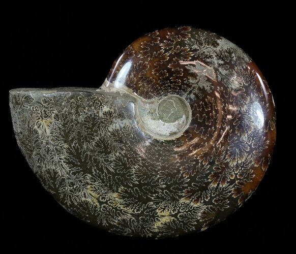 Polished, Agatized Ammonite (Cleoniceras) - Madagascar #54530